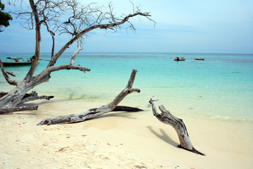 andaman beach xix