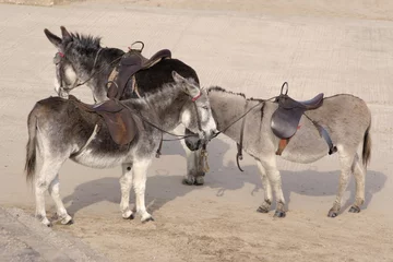 Tableaux sur verre Âne three donkeys