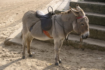 lonely donkey