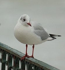 gull