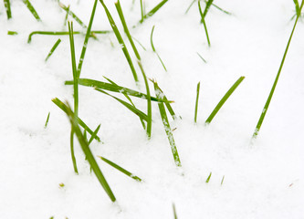 grass & snow