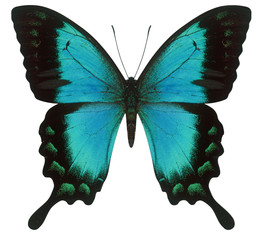 Naklejka premium swallowtail butterfly
