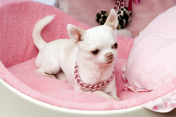 chihuahua