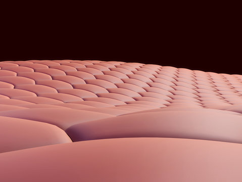 Hautzellen Images Browse 47 Stock Photos, Vectors, and Video Adobe