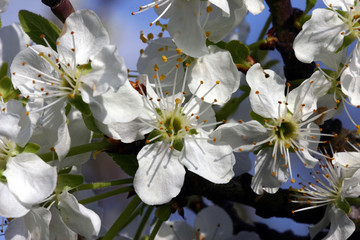 fleurs de prunier