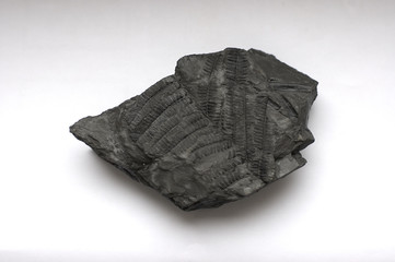 fossile 2 © danimages