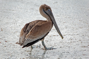 brown pelican on beach