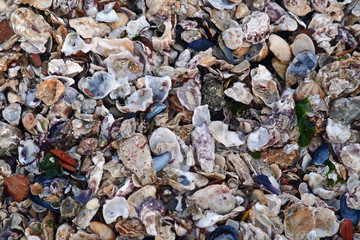 Texture di cochiglie e sassi