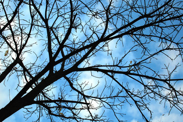 branches