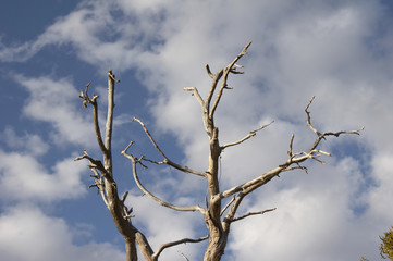 kahler weißer zweig gegen blauen himmel