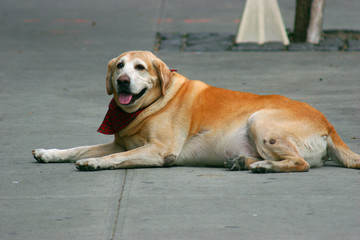 cute golden retriever laying on the sidewalk