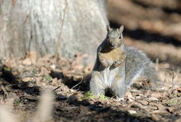 Fototapeta premium squirrel with an attitude with room for text