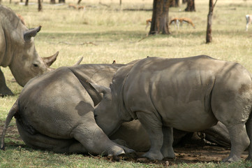 Fototapeta premium white rhino feeding