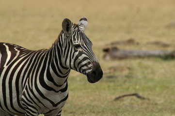 burchell zebra