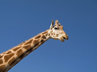 giraffe