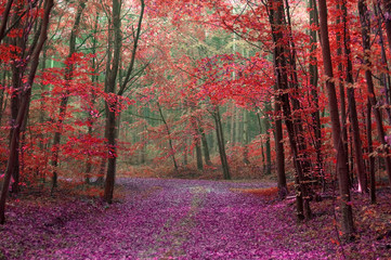 la forêt enchantée