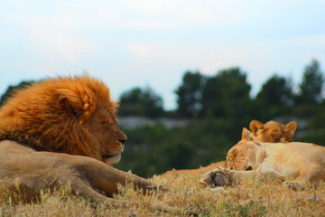 une sieste de lions.