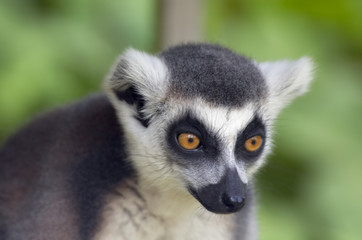 Fototapeta premium ring-tailed lemur monkey
