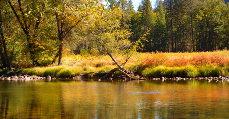 shore of merced river in yosemite national park