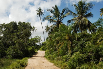 Fototapeta na wymiar Jozani lasu w Zanzibar, Tanzania, Afryka