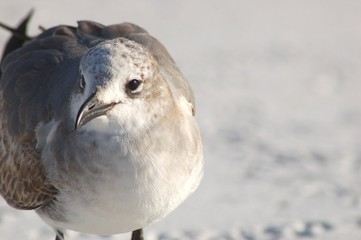 beach bird