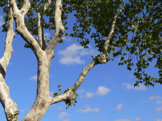 platane et ciel