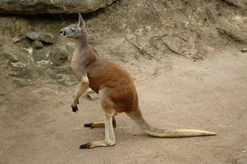 Naklejka na ściany i meble czerwony kangur