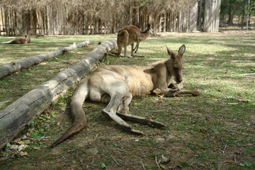 Naklejka na ściany i meble kangury