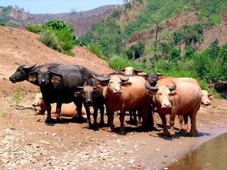 water buffalo , laos