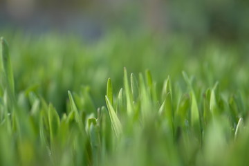 grass leaves