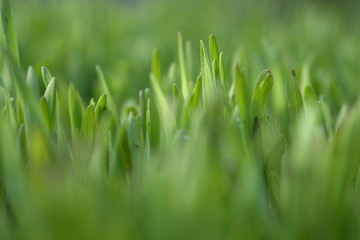 lawn