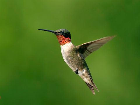 hummer