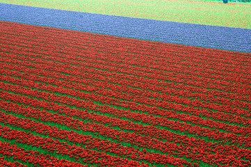 tulip fields
