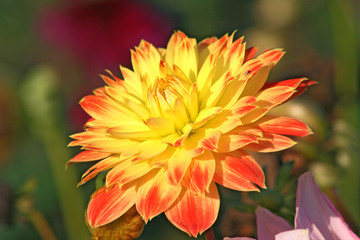 Obraz premium dahlienblüte in der herbstsonne