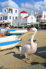 pelican