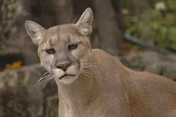 mountain lion