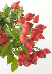 briar-rose red fruits
