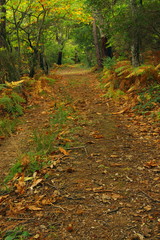 chemin forestier en automne