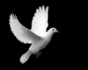 colombe blanche en vol 1