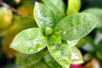 wet leaves