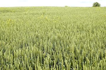 green wheat
