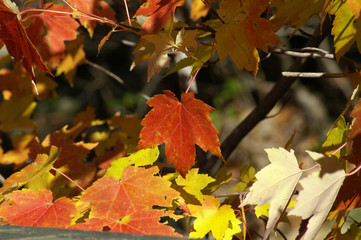 colorful leaves