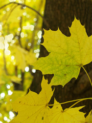 autumn sugar maple leaves against bark