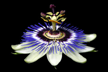 passion flower