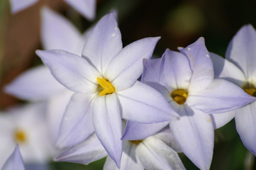 blue star flowers