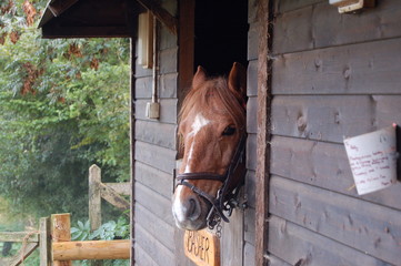 horse over stable door