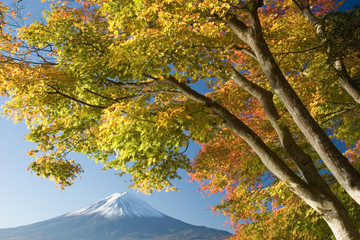 mount fuji in fall vi