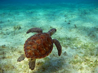 Fotobehang Schildpad zeeschildpad
