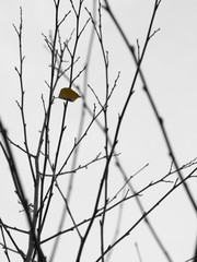 lonely in brown