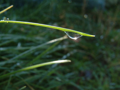 goutte d'eau sous une herbe